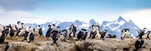 Cormorants - Sea Birds In Beagle Channel, Ushuaia, Argentina