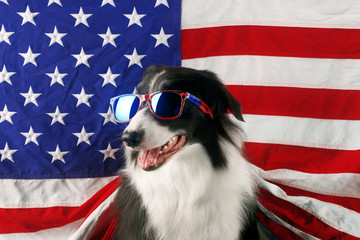 Wall Mural - Beautiful border collie in front of a USA flag with sunglasses