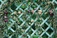 Dried Flowers On Decorative Lattice In The Garden, Vintage Style