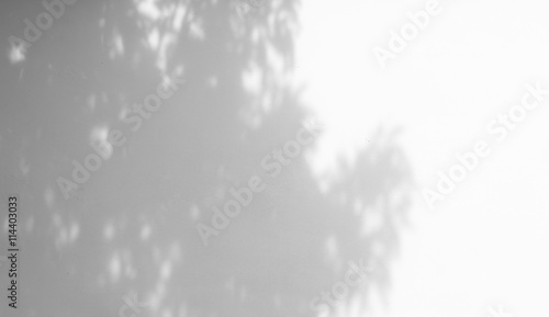 Fototapeta na szkło cień liści na białej ścianie