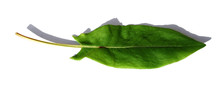 A Single Leaf Of Sorrel
