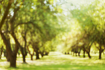 Blurred landscape. Defocused bokeh background of beautiful park or garden. Parkland. Outdoor backdrop.