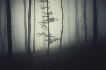 Wall Mural - foggy woods