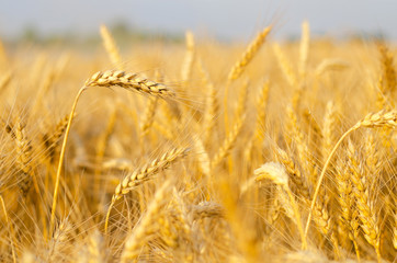 Agricultural field of ripe wheat just before harvest in summer