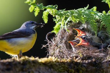 Grey Wagtail with chicks