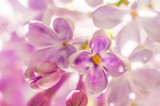 Fototapeta Storczyk - Flowers of lilac macro