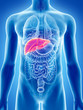 3d rendered, medically accurate illustration of the liver