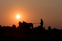 Amish While Farming With Horses At Sunset