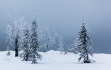 Trees In Winter Snow