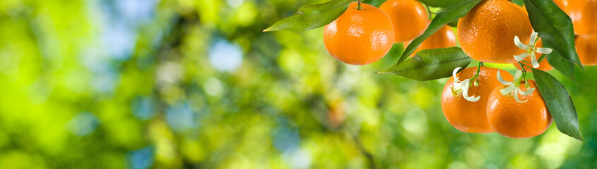 Wall Mural - image of ripe sweet tangerine closeup