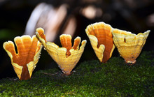 Golden Cups Of The Bracket Fungi Stereum Ostrea Growing On A Mossy Tree In The Rainforest. Also Known As The Turkey-tail Or Oyster Fungus