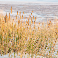 Naklejka na meble beautiful view of the coastal dunes
