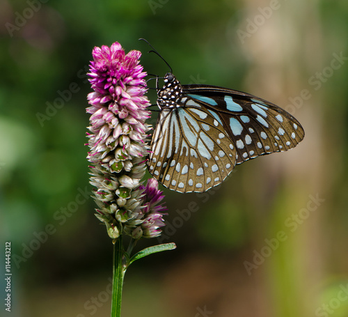 Fototapeta na szkło Broad Blue Tiger Butterfly zbierający nektar na kwiatku.