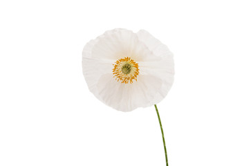 Canvas Print - poppies