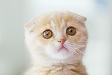 Close Up Of Scottish Fold Kitten