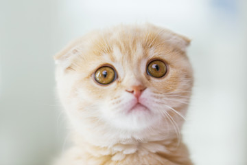 close up of scottish fold kitten