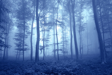 Plakat drzewa pejzaż las mistyczne magiczny