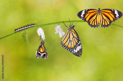 Fotografie, Obraz Transformace společného tygr motýl vynořil z kokonu