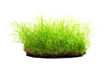 Clump Of Grass Isolated