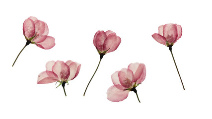 Wall Mural - Pressed and dried buds flower of apple