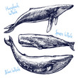 Whales Set, Collection Of Different Hand Drawn Whales