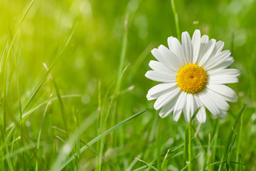 Chamomile flower on grass field