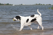 Blije Hond Speelt In Het Water Met Tennisbal