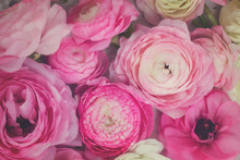 Pink And White Ranunculus Flowers