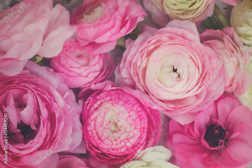 Pink and white ranunculus flowers