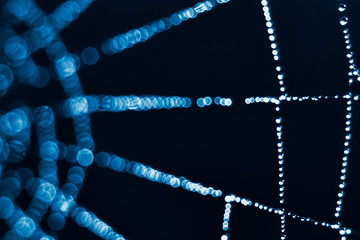 Wall Mural - spider web