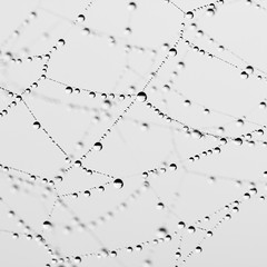 Wall Mural - spider web