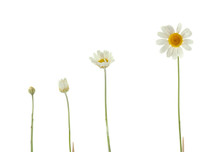 Different Growth Stages Of White Daisy On White Background