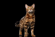 Stately Bengal Male Cat With Beautiful Spots Standing And Looking Up On Isolated Black Background, Front View, Gorgerous Breed