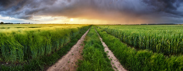 Canvas Print - Wheat field green grass landscape sunset