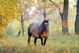 Fototapeta Konie - Horse in the autumn forest