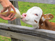 Feeding A Person With A Bottle Of Milk To A Calf In Spring