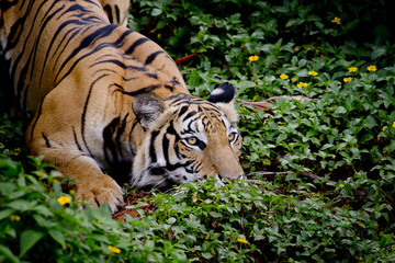 Fotomurali - Tiger looking his prey and ready to catch it