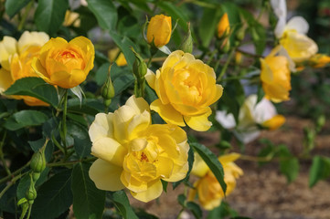 Poster - Rose Buttercup - yellow English Rose Buttercup