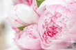 Closeup of pink peony flowers