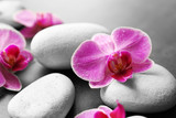 Fototapeta Storczyk - Spa stones and orchids, closeup