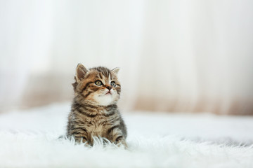 Small cute kitten on carpet