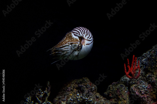 Fotografie, Obraz nautilus underwater on black background close up