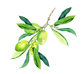 olive branch - green olives. watercolor