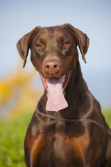 Wall Mural - young brown doberman puppy