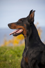 Wall Mural - doberman puppy