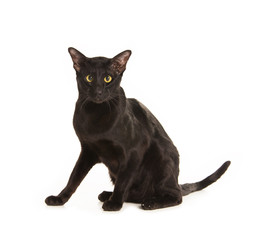  Beautiful black oriental cat isolated over white background