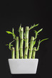 Lucky bamboo Dracaena sanderiana in a traditional porcelain pot on black background