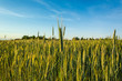 grain ear in the field/grain ear in the field with the blue sky