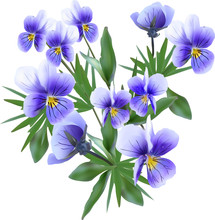 Bunch Of Blue Garden Violet Flowers Isolated On White