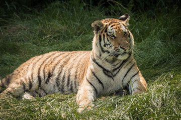 Poster - portrait of a tiger lying down and looking alert